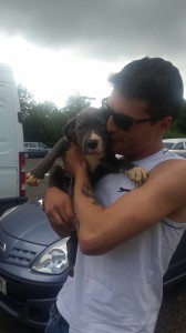 transport-animale-amstaff