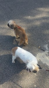 transport-animale-bichon