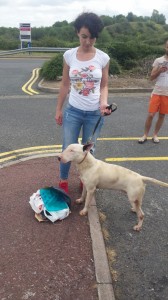 transport-animale-bull terrier