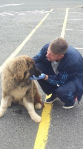 transport-animale-ciobanesc