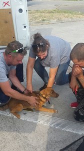 transport-animale-metis