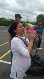 transport-animale-yorkshire terrier