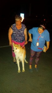 transport-caini-achita