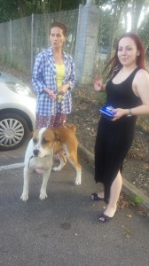 transport-caini-amstaff