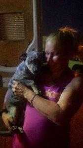 transport-caini-belgia