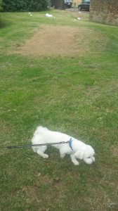 transport-caini-bichon