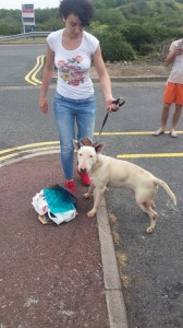 transport-caini-bull terrier