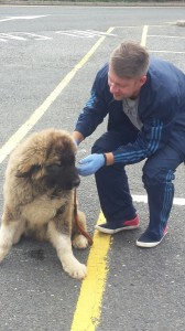 transport-caini-ciobanesc