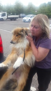 transport-caini-collie