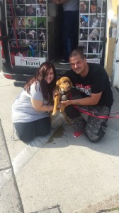 transport-caini-metis