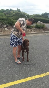 transport-caini-vizsla