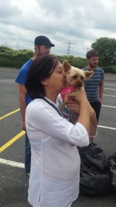 transport-caini-yorkshire terrier