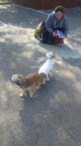 transport-catei-bichon