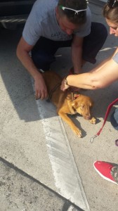 transport-catei-metis