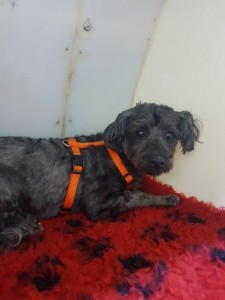 transport-animale-bichon-3