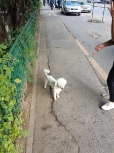 transport-animale-bichon