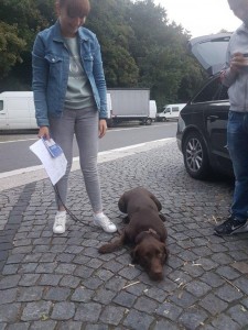 transport-animale-brac german 