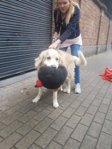 transport-animale-golden retriever