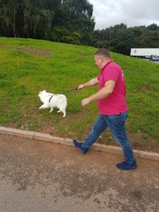 transport-animale-pomeranian-2