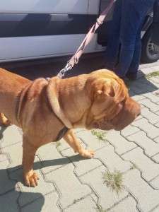 transport-animale-sharpei