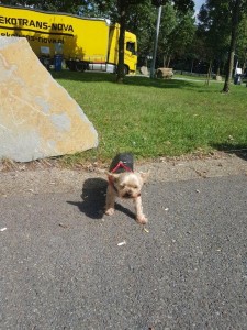 transport-animale-yorkshire terrier