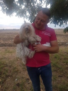 transport-caini-bichon-5