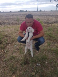 transport-caini-bichon-6