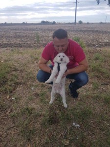 transport-caini-bichon-7