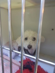 transport-caini-bichon