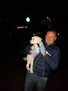 transport-caini-bichon 