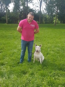 transport-caini-bull terrier