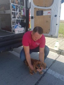 transport-caini-caniche