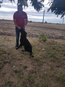 transport-caini-german shepherd