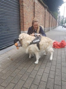 transport-caini-golden retriever 
