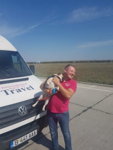 transport-caini-pug