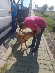 transport-caini-sharpei