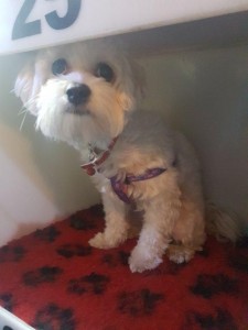 transport-catei-bichon