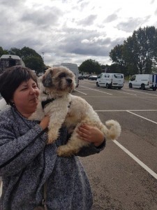 transport-catei-bichon 
