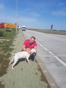 transport-catei-bull terrier