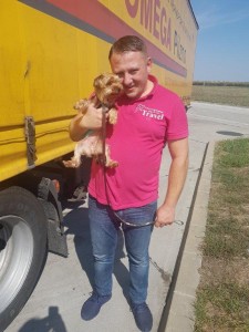 transport-catei-yorkshire terrier