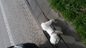 Snowball
