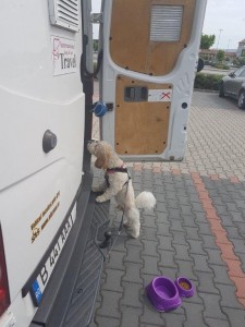 Bichon maltez transport caini