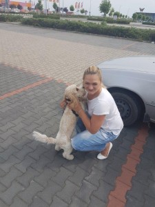 Bichon transport animale companie