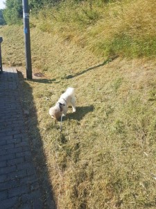 bichon transport caini