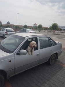 caine transport international