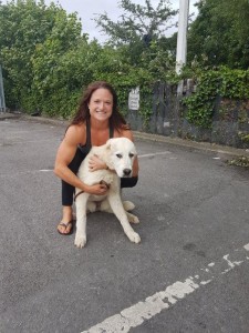 labrador transport caini