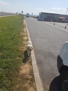 transport Bichompanieon de c