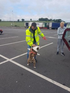 transport  catel Buldog Anglia