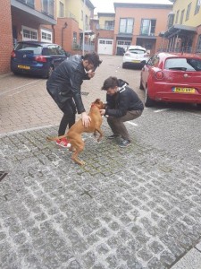 transport caine transport amstaff