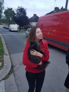 transport international pisici